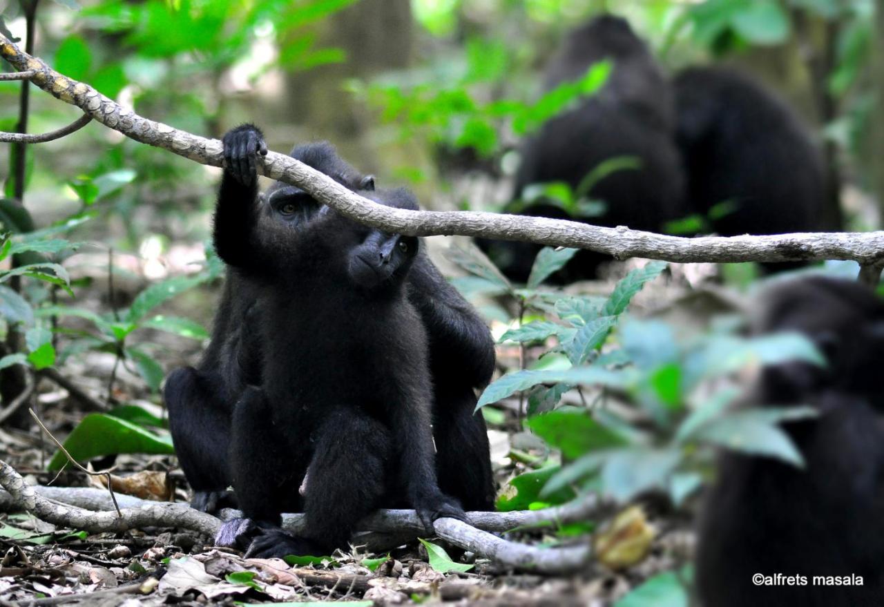 Tangkoko Ranger Homestay Bitung Luaran gambar